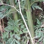 Bidens bipinnata Bark