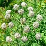 Oenanthe crocata Flor