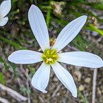 Zephyranthes candida Floare