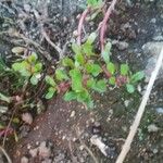 Lythrum portula Leaf