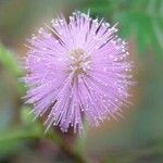 Mimosa pudica Blomst