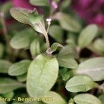 Myosotis speluncicola Other