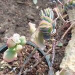 Kalanchoe marnieriana Leaf