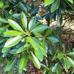 Lithocarpus edulis Leaf