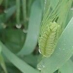 Triticum monococcum Frugt