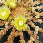 Ferocactus glaucescens Цветок