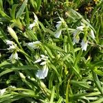 Allium triquetrum Blodyn