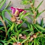 Portulaca pilosa Fruchs