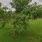 Gleditsia sinensis Blad