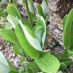 Asclepias latifolia ᱥᱟᱠᱟᱢ