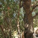 Quercus brantii Kabuk