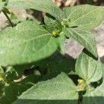 Eleutheranthera ruderalis Floare