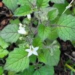 Solanum villosum Flower