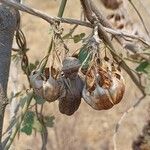 Aristolochia acuminataFruit