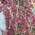 Prunus campanulata Žiedas