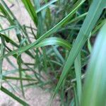 Bothriochloa bladhii 葉