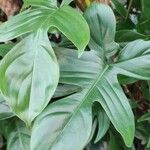 Philodendron pedatum Blad