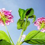 Lantana camara Fleur