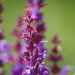Salvia nemorosa Hoja