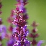 Salvia nemorosa Leaf