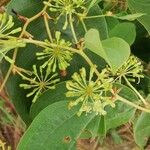 Smilax anceps 花