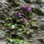 Campanula wanneri Bloem