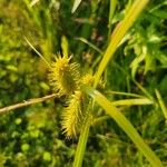 Carex lurida ফুল
