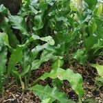 Microsorum punctatum Blatt