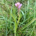 Dactylorhiza maculataFlor