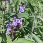 Salvia officinalisÕis