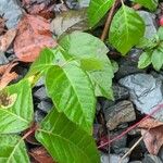 Toxicodendron radicans Leaf