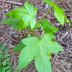 Liquidambar styracifluaFuelha