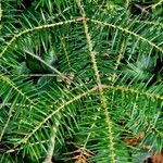 Abies balsamea 叶