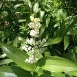Maianthemum racemosum Blomst
