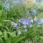 Hyacinthoides × massartiana Květ