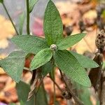 Centaurea nigrescens Leht