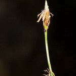 Carex sempervirens Цвят