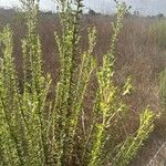 Eriogonum fasciculatum Blatt