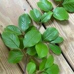 Viburnum rufidulum Leaf