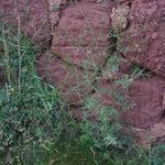 Sisymbrium orientale Folha