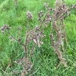 Cirsium palustre Folha