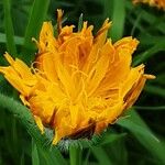 Crepis aurea Çiçek