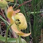 Sarracenia flava Lorea