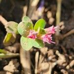 Lythrum rotundifolium Blatt