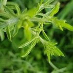 Centaurea diffusa Blad