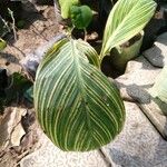 Canna × hybrida Leaf