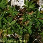 Alchemilla pentaphyllea Συνήθη χαρακτηριστικά