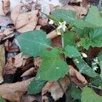 Solanum nigrumFlor