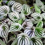 Peperomia argyreia Хабит