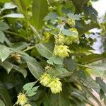 Humulus lupulusПлод